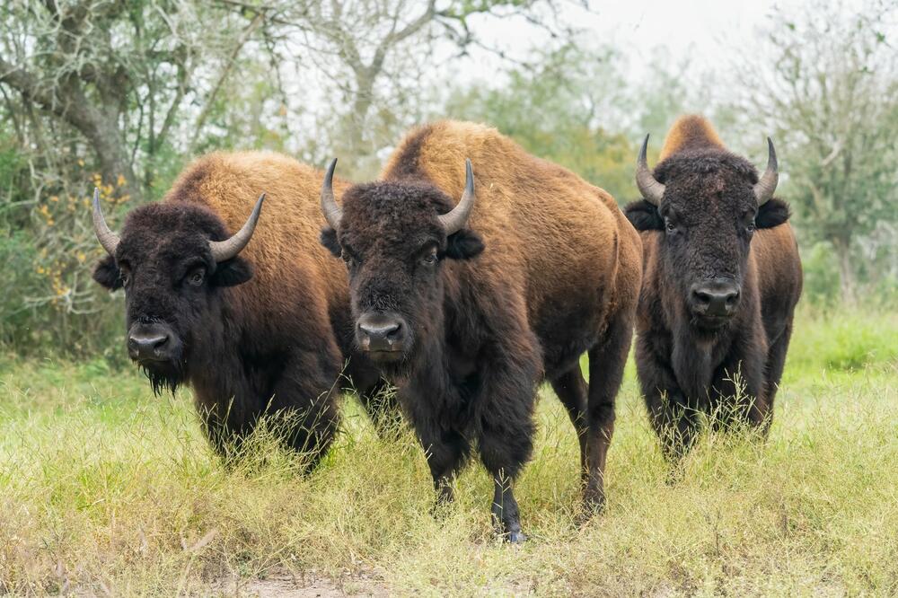 SVI MOŽETE DA GLASATE SLEDEĆE NEDELJE PUTEM FEJSBUKA: Traže se imena za pet bizona na Fruškoj gori! (FOTO)
