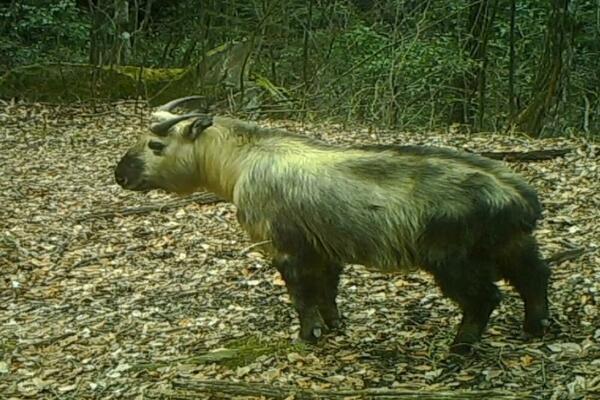 Retka životinja takin snimljena državnom parku za pande u Gansuu! (VIDEO)
