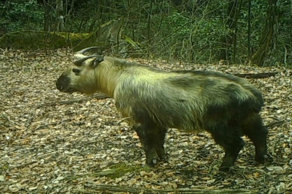 Retka životinja takin snimljena državnom parku za pande u Gansuu! (VIDEO)