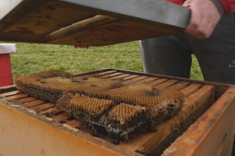 STRAH OD POMORA PČELA ZBOG NESAVESNIH VOĆARA NIKAD VEĆI: Pčelari se uzdaju samo u primenu novog zakona (FOTO)