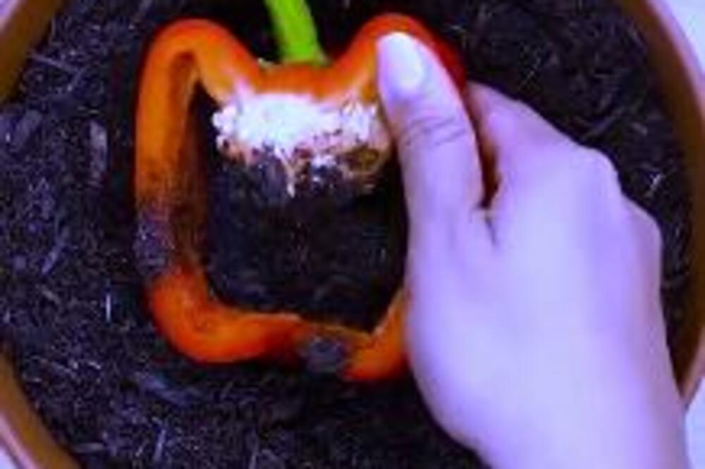 NAPUNILA JE PAPRIKU ZEMLJOM, MISLILI SU DA NIJE NORMALNA: Ono što se desio na kraju OBORIĆE vas sa nogu (VIDEO)