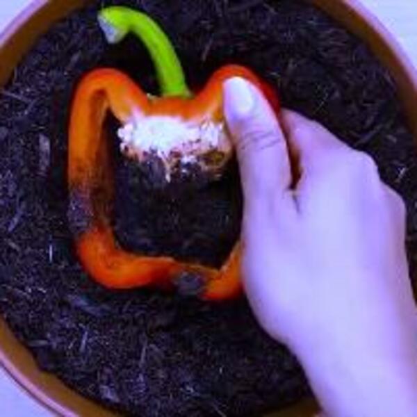 NAPUNILA JE PAPRIKU ZEMLJOM, MISLILI SU DA NIJE NORMALNA: Ono što se desio na kraju OBORIĆE vas sa nogu (VIDEO)