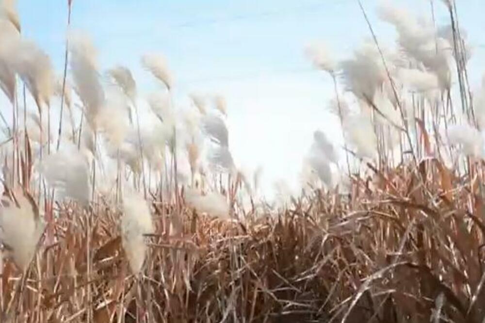 JOVAN UZGAJA ENERGETSKU BILJKU U ŠAPCU: Pitanje je zašto se ne koristi?