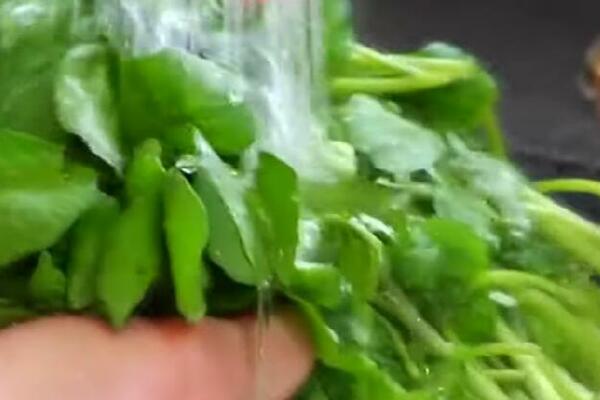 Ovo je zvanično najzdravija namirnica na svetu, a u Srbiji su zaboravili na nju: Jeftina, a nema koji vitamin nema!