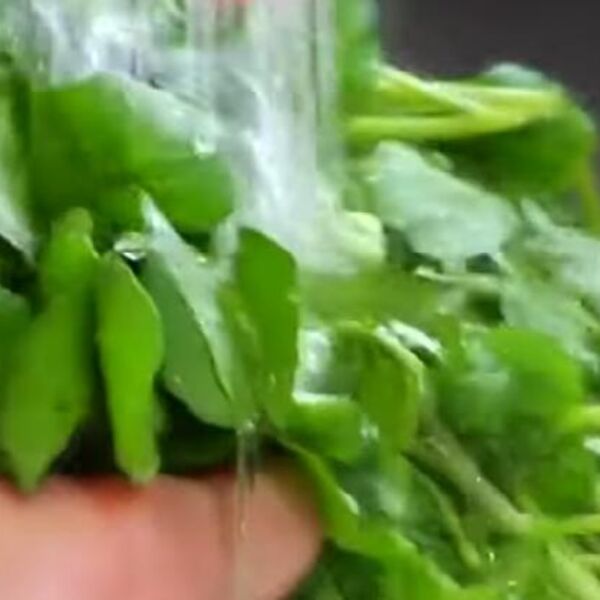 Ovo je zvanično najzdravija namirnica na svetu, a u Srbiji su zaboravili na nju: Jeftina, a nema koji vitamin nema!