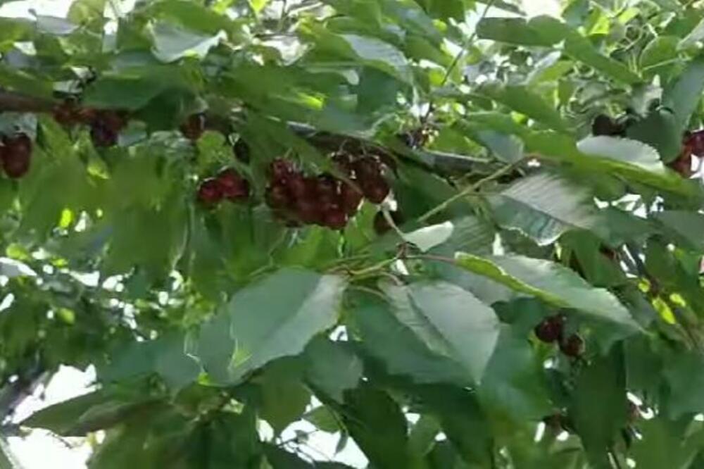 OVA VOĆKA NAJBOLJE PODSTIČE VARENJE I ČUVA SRCE: Čini ČUDA U VAŠEM ORGANIZMU malo ko ZNA ZA TO