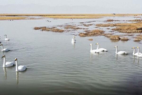 PORASLA TEMPERATURA I OTOPIO SE LED Stižu ptice selice na jezero Sugan! (VIDEO)