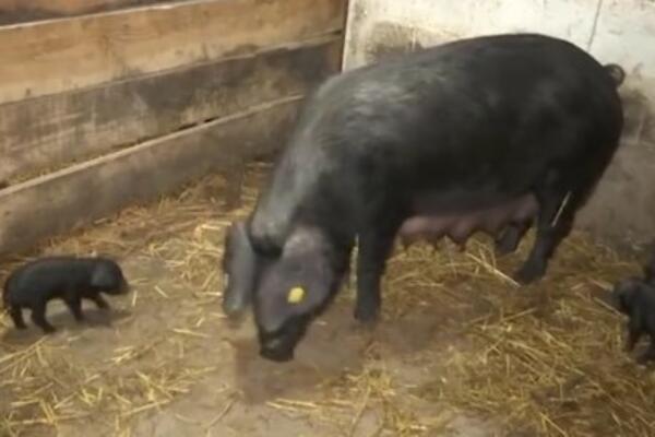 OVA AUTOHTONA RASA SVINJA NEKADA JE BILA UGROŽENA: Sada raste brojnost MORAVKI, gazdinstva ih ponovo GAJE! (FOTO)