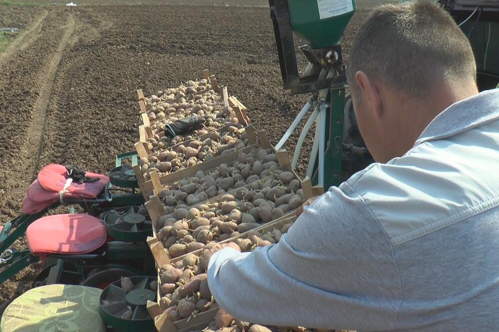 DEJAN IZ ZABLAĆA UZGAJANJE KROMPIRA PODIGAO NA VIŠI NIVO: Umesto radnika ove godine ga kupi kombajn! (FOTO)
