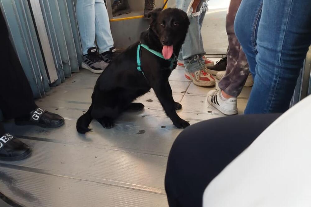 DA LI MOŽETE SA ŽIVOTINJOM ILI TROTINETOM U AUTOBUS? Ovo morate znati jer postoje KAZNE za prekršaje!