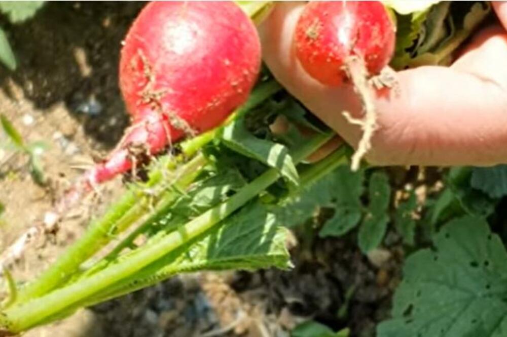 OVO POVRĆE KOJE SRBI STALNO JEDU POMAŽE KOD DIJABETESA I ČUVA SRCE: Oporaviće ceo organizam, RETKO KO JE ČUO ZA OVO