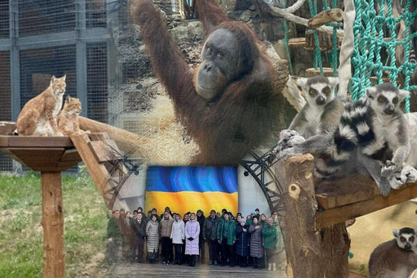 UKRAJINSKI ZOO VRT ĆE MOŽDA MORATI DA USPAVA MEDVEDE, LAVOVE I DRUGE ŽIVOTINJE: Stanište im je potpuno UNIŠTENO