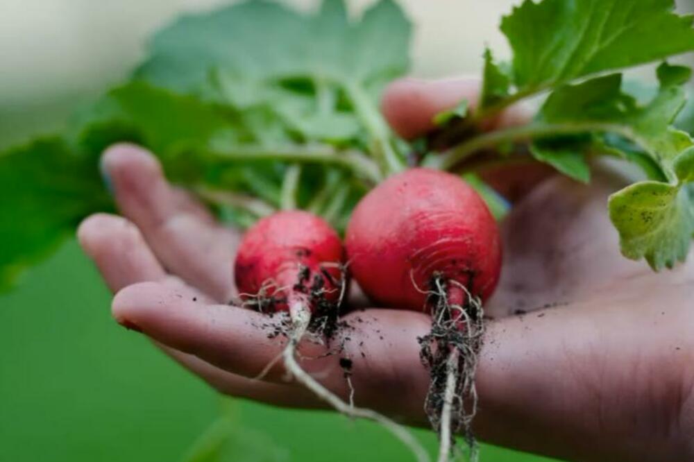 MNOGI ZELENO BLAGO BACAJU U SMEĆE: Kad pročitate ovo, čuvaćete listove rotkvice kao OČI U GLAVI!