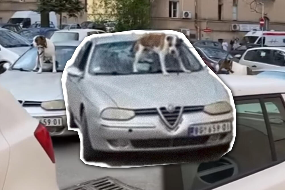NEVEROVATNA SITUACIJA KOD KLINIČKOG CENTRA! Pas se popeo na HAUBU, a evo kako je reagovao vozač! (VIDEO)