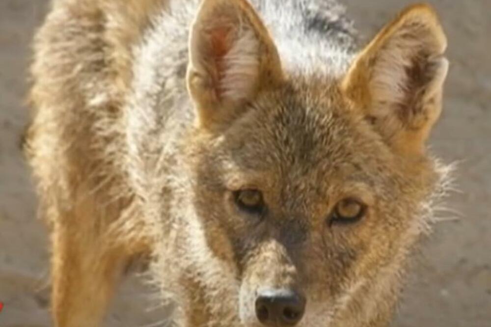 ŠAKALI STIGLI I DO GRADA! Evo šta da uradite ukoliko NALETITE na njih