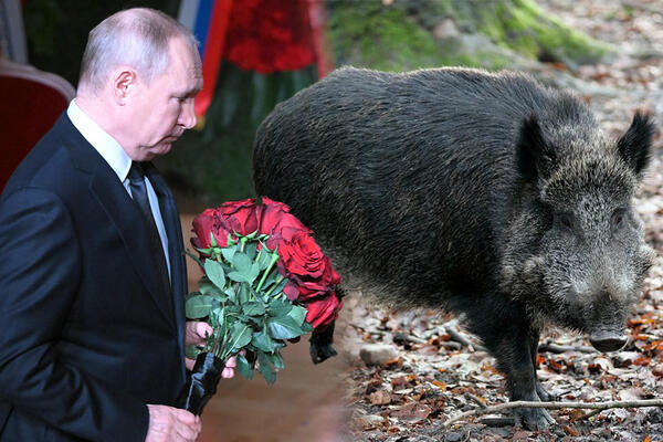 DIVLJA SVINJA NAZVANA PUTIN DOBILA NOVO IME: Zelenski i Kličko su bili FAVORITI, ali je ipak ovo IME odnelo POBEDU!