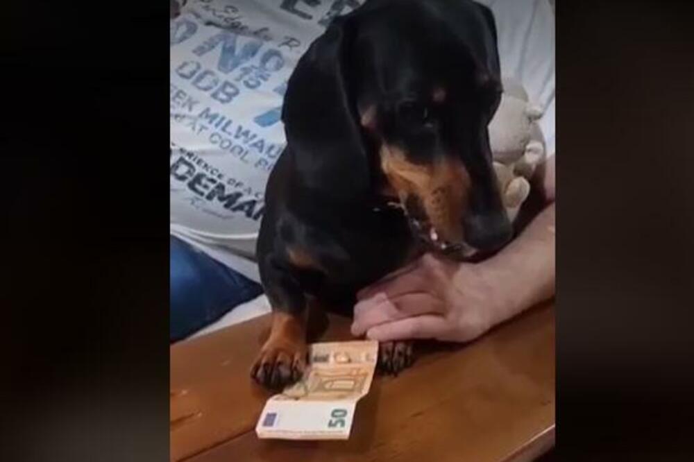 PRESLATKA KUCA ZGRABILA 50 EVRA, NE DA IH NI ZA ŽIVU GLAVU: Vlasnik krenuo da OTME PARE, a reakcija je HIT! (VIDEO)