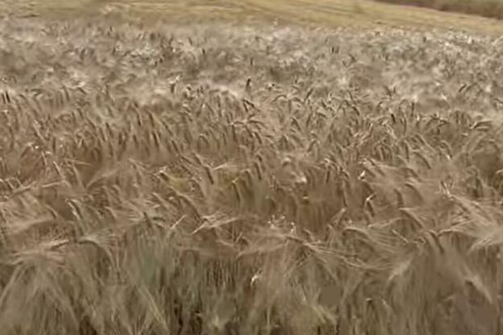 OVA SRPSKA ŽITARICA JE ZDRAVA, A EVO DA LI SNIŽAVA HOLESTEROL: Sve vreme ste bili u ZABLUDI