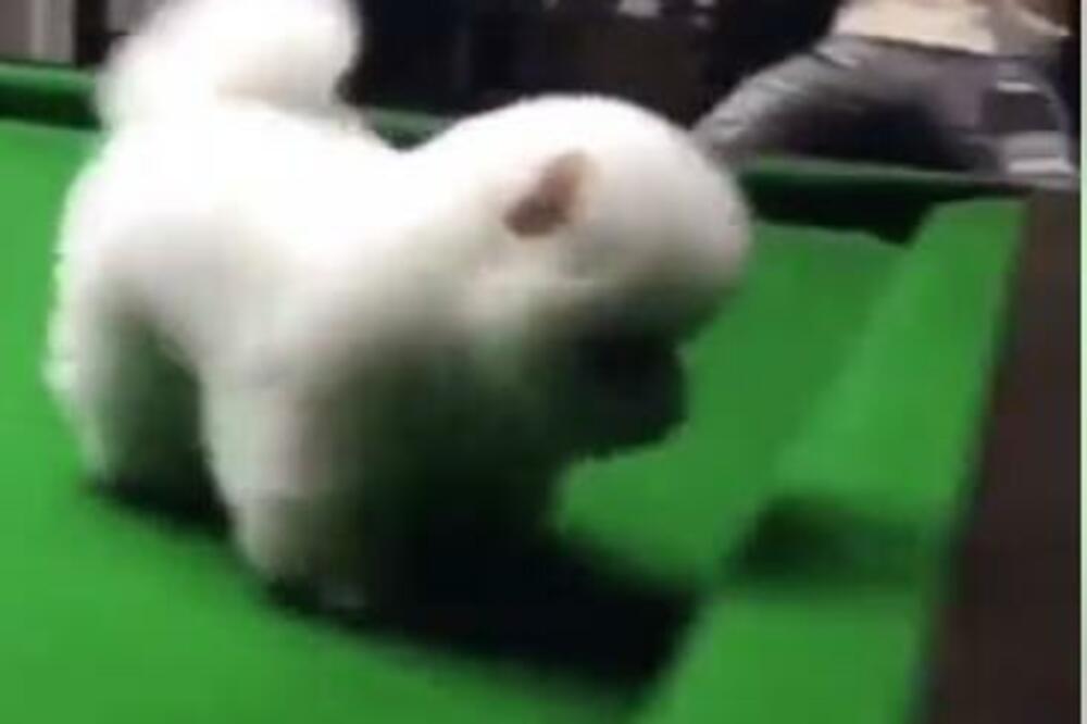 PRASNUĆETE U SMEH: Pogledajte šta se desilo kada se ovaj PSIĆ popeo na bilijarski sto, NESTAO JE U TRENU (VIDEO)