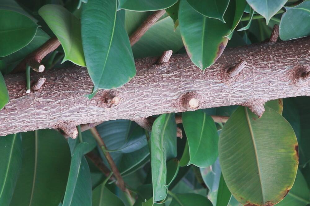 SIPAJTE JEDAN NEOČEKIVAN SASTOJAK U SAKSIJU I FIKUS ĆE BUJATI KAO LUD: Ovo morate znati