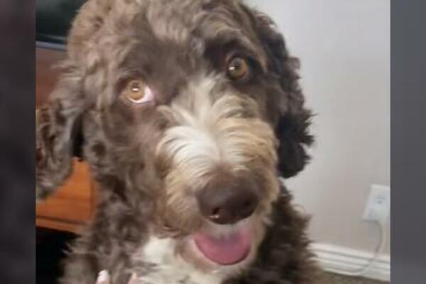 OSTAVILA JE PSA SA MUŽEM, KAD SE VRATILA, DOŽIVELA JE ŠOK: Nema ko nije video SNIMAK (VIDEO)