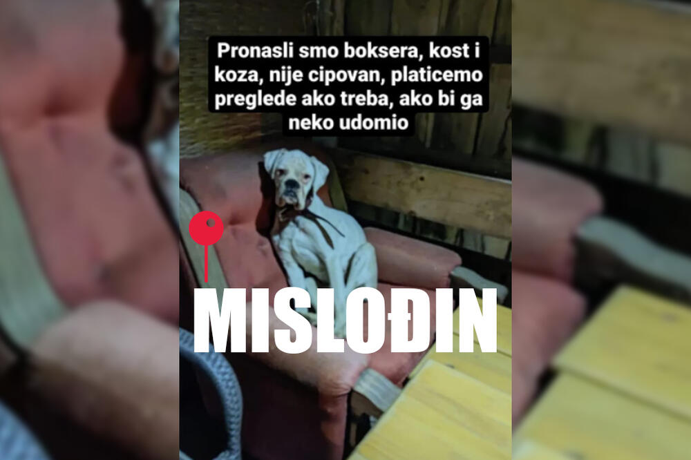 KOD MISLOĐINA PRONAĐENA ŽENKA BOKSERA, "KOST I KOŽA", A IMA I INFEKCIJU OČIJU: Da li bi je neko udomio? (FOTO)