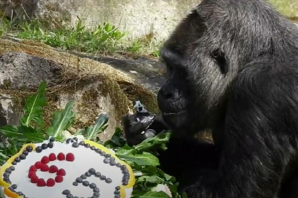 NAJSTARIJA GORILA NA SVETU PROSLAVILA ROĐENDAN: Fatu obeležila značajan dan TORTOM, ovo morate da VIDITE! (VIDEO)