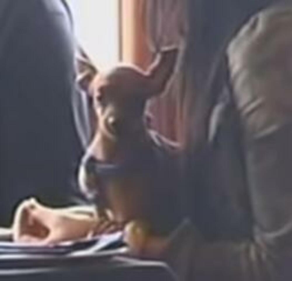 Ksenijin pas Milisav