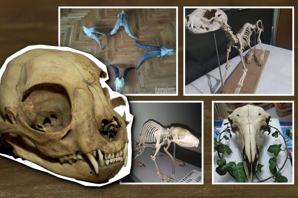 PRIČALI SMO SA MLADIĆEM KOJI PRODAJE LOBANJE I GUŠTERE PREKO OGLASA: O njemu bruji Srbija, a ovo je ISTINA! (FOTO)