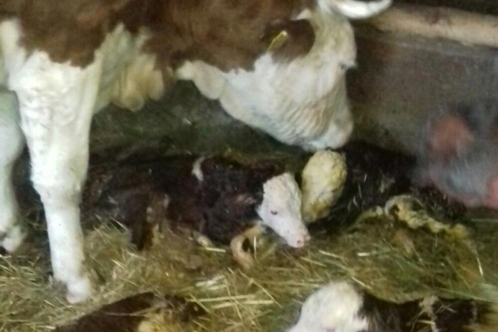 KOŠTANA JE APSOLUTNA ŠAMPIONKA! Krava JEDNA U MILION, veterinari ne pamte ovakav slučaj (FOTO)