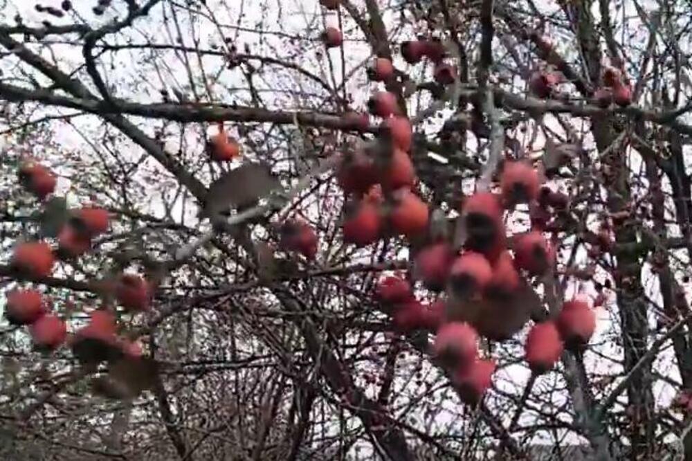 1 ČUDESNA BILJKA ZA KOJU MALO KO ZNA, JE NAJBOLJA ZA ZDRAVLJE SRCA: Puna je VITAMINA, preporodiće VAM CELO TELO