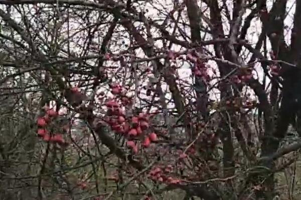 Sadnica samo 200 dinara, a zarada ide i do milion: Srbi masovno sade ovu biljku - nema boljeg biznisa