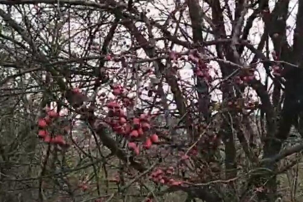 Sadnica samo 200 dinara, a zarada ide i do milion: Srbi masovno sade ovu biljku - nema boljeg biznisa