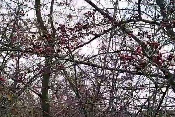 Cena jedne sadnice je 200 dinara, a ova biljka godišnje donese preko milion i po! Srbi ne znaju da je jako unosna