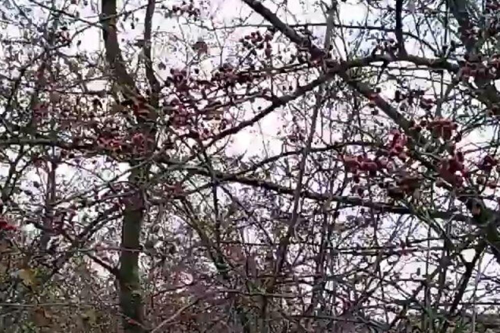 Cena jedne sadnice je 200 dinara, a ova biljka godišnje donese preko milion i po! Srbi ne znaju da je jako unosna