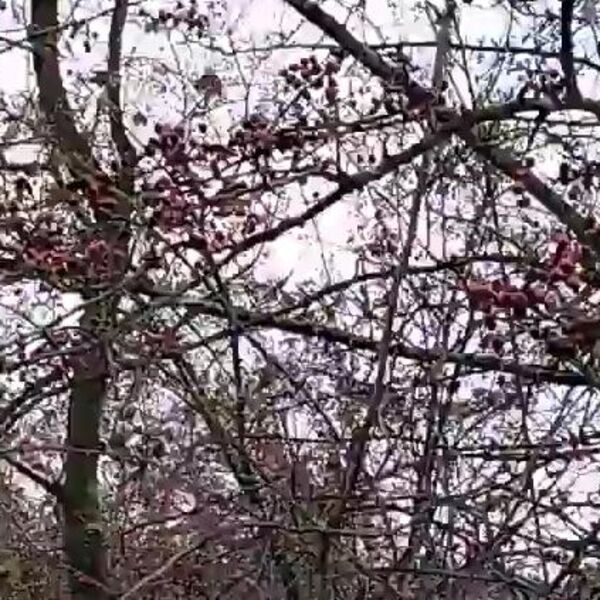 Cena jedne sadnice je 200 dinara, a ova biljka godišnje donese preko milion i po! Srbi ne znaju da je jako unosna