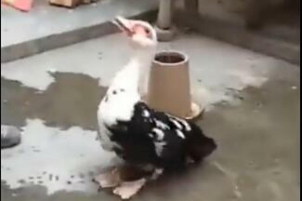 "VRAĆAJ DETE LOPURDO, JEDNA JE MAJKA": Ovoj PATKI su uzeli bebu, a njena reakcija je tako PRIRODNA! (VIDEO)