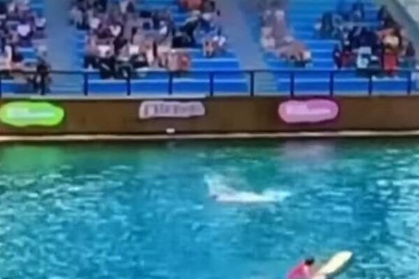 INCIDENT U MAJAMIJU: U živom prenosu DELFIN napao dresera, gledala je SMRT U OČI, da se naježiš ! (VIDEO)