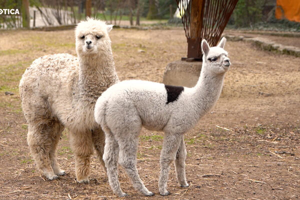 SUBOTICA: MLADUNCI U ZOOLOŠKOM VRTU ROĐENI NA PRAZNIK! ŽANA I NEGRA STIGLE NA SRETENJE I SVETOG SAVU!