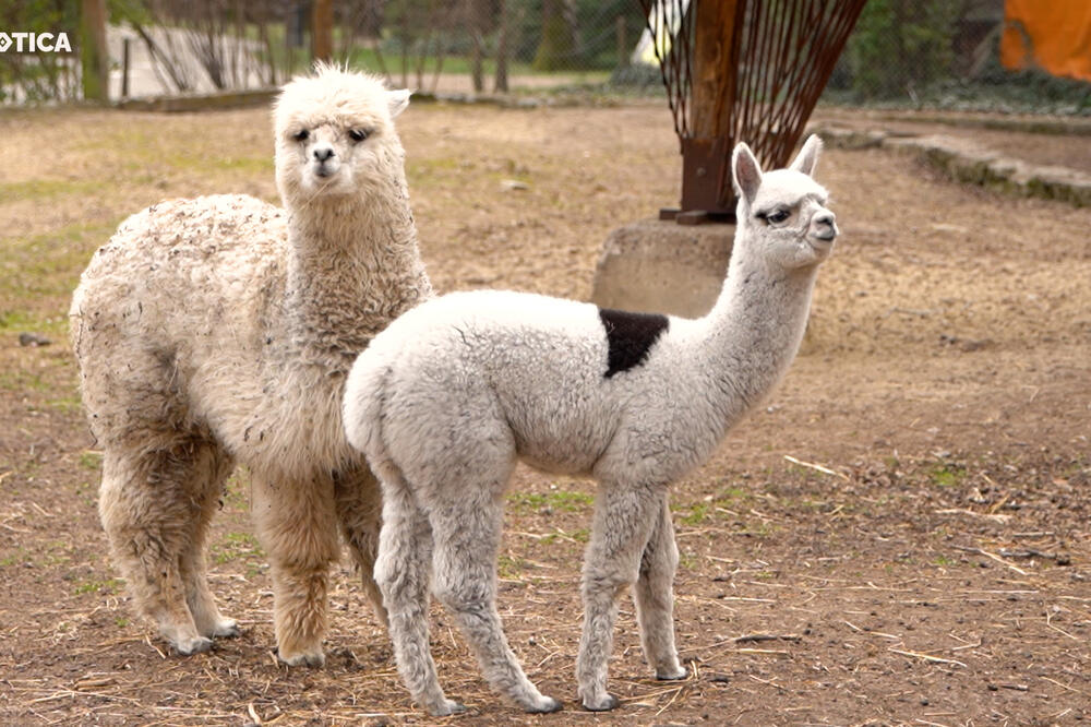 SUBOTICA: MLADUNCI U ZOOLOŠKOM VRTU ROĐENI NA PRAZNIK! ŽANA I NEGRA STIGLE NA SRETENJE I SVETOG SAVU!