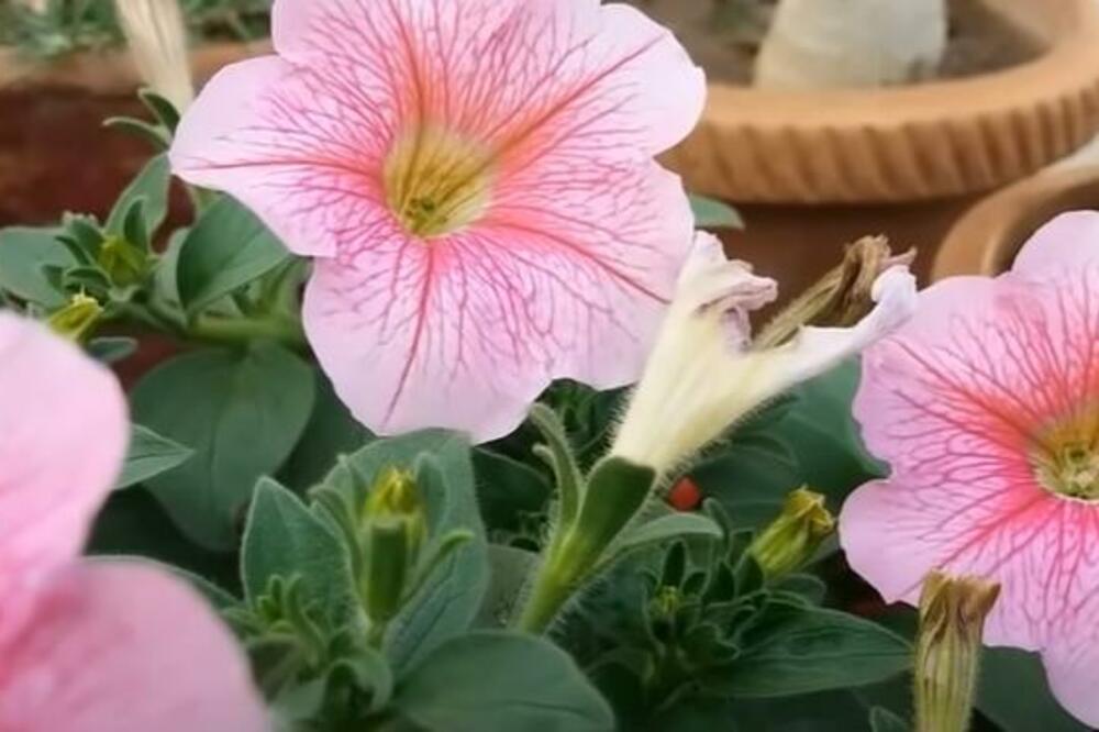 BLIŽI SE SEZONA PETUNIJA: Predivnih su BOJA i veoma su ZAHVALNE, a ako uradite 1 stvar mogu da CVETAJU do JESENI!