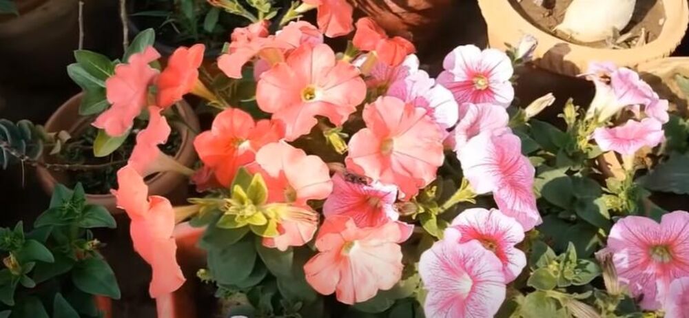 Petunije, Petunija, Cveće, Proleće