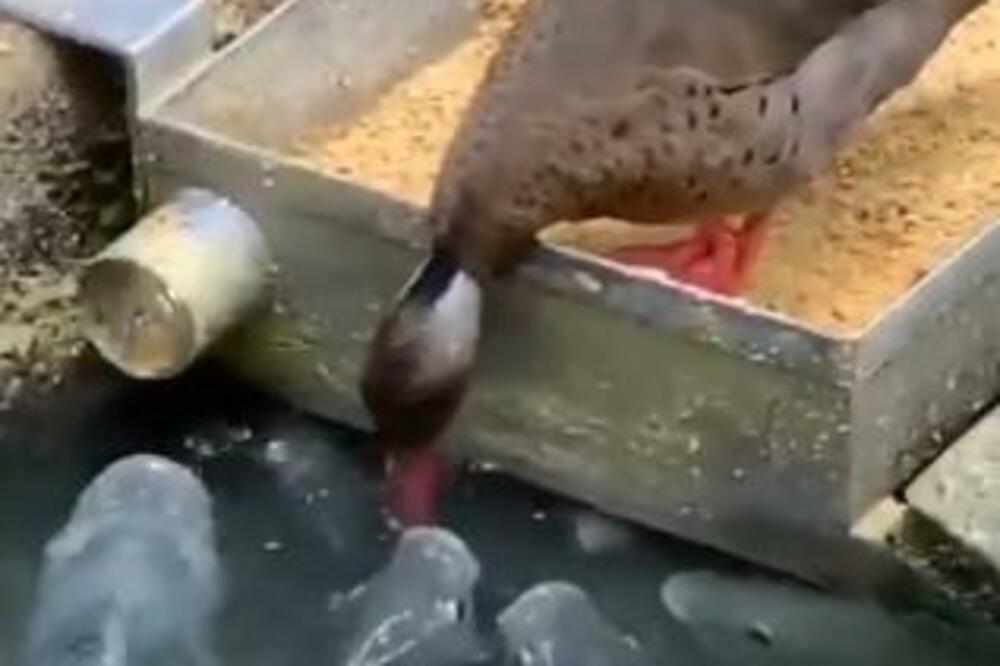 PATKA HRANI RIBE UMESTO DA SAMA JEDE! Ovaj potez će vas razoružati, kakva HUMANA ŽIVOTINJA (VIDEO)