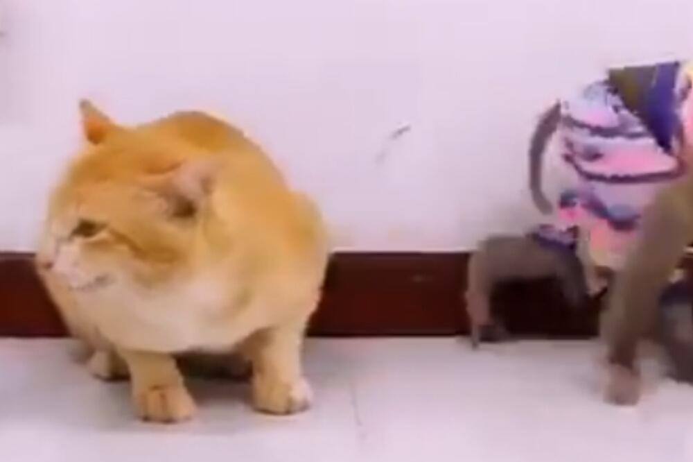 MAJMUN NAIZGLED "URAĐEN" LUDAČKI NAPAO MAČKU: Niko nije očekivao ovakvu njenu REAKCIJU (VIDEO)