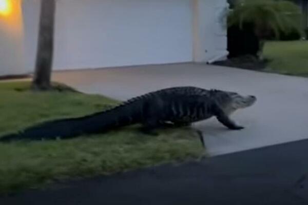 ALIGATOR JOJ U DVORIŠTU UBIJAO PSA! Počela da vrišti i da vuče životinju, USLEDIO HOROR