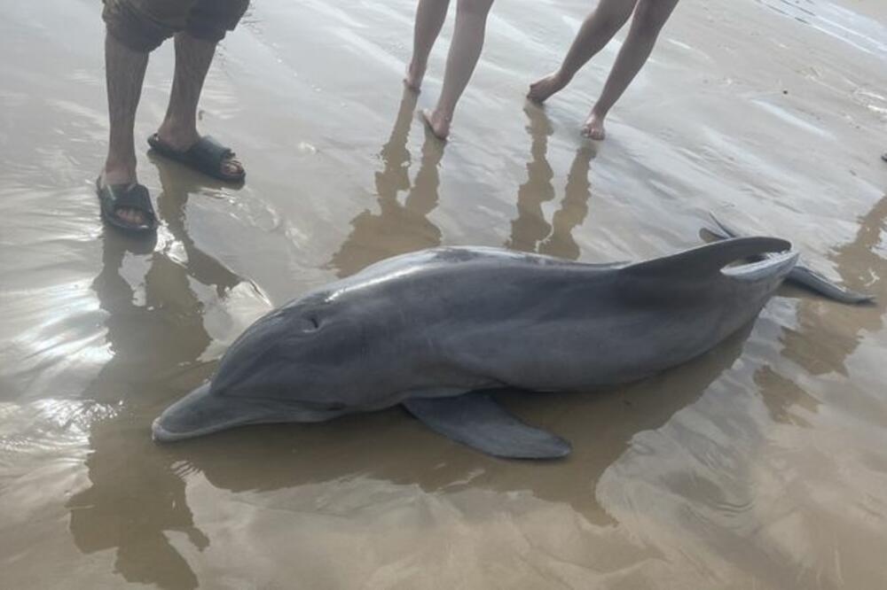 JEZIVA SCENA NA PLAŽI: Sramote ljudskog roda jahale i mučile DELFINA - JADNA životinja na kraju UGINULA! (FOTO)