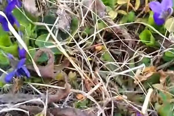 OVU BILJKU SVI IMATE KOD KUĆE, A NE ZNATE DA ČISTI TELO OD TOKSINA: U sebi sadrži VITAMIN C, oporavlja ORGANIZAM