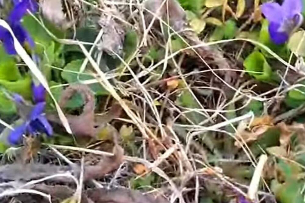 OVU BILJKU SVI IMATE KOD KUĆE, A NE ZNATE DA ČISTI TELO OD TOKSINA: U sebi sadrži VITAMIN C, oporavlja ORGANIZAM