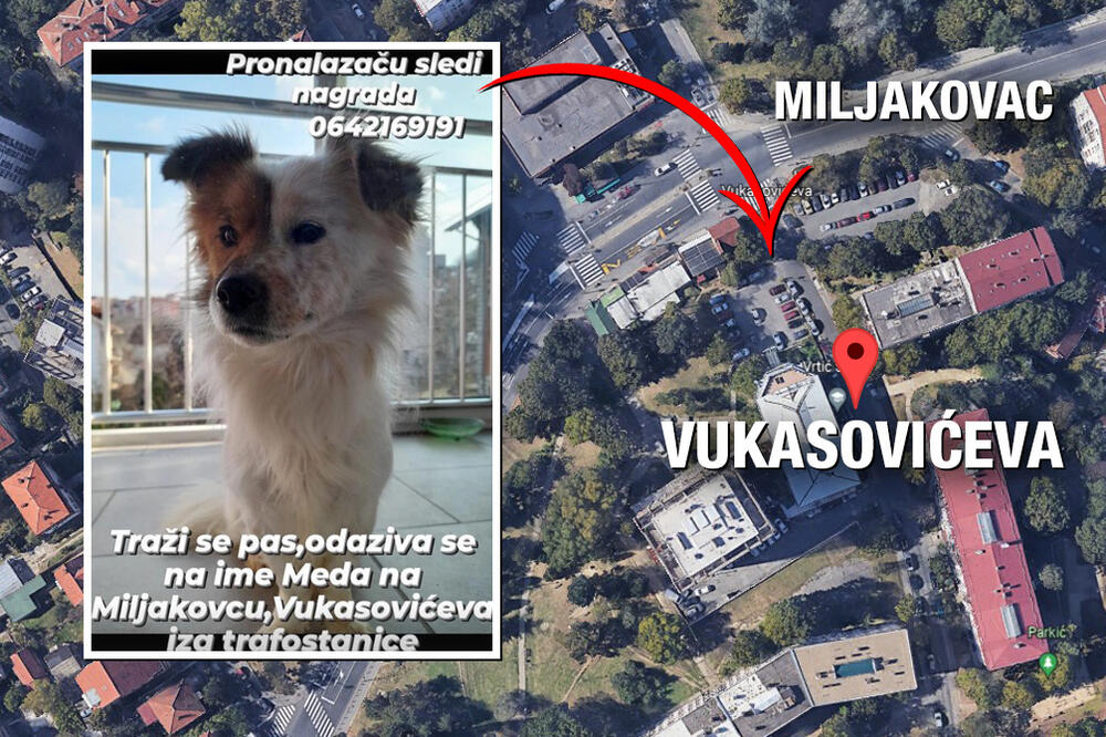 NESTAO MEDA NA MILJAKOVCU! Da li ste ga videli? Pronalazaču sledi nagrada (FOTO)