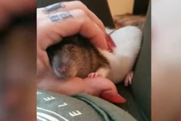 OVA ŽENA ŽIVI U KUĆI SA 50 GOLIH PACOVA! Ono što im radi u sudoperi gledalo je 350.000 ljudi (VIDEO)